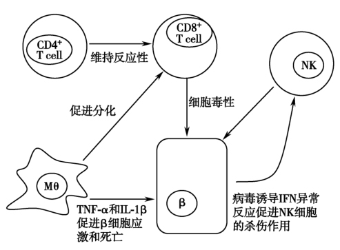 图2 参与T1DM发病的各种免疫细胞
